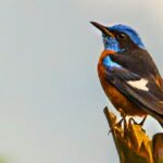 Things to do in Sikkim 33 Bird Watching at Kewzing