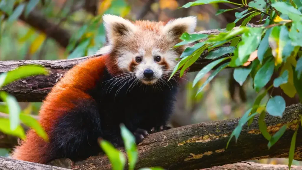 Maenam Wildlife Sanctuar