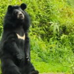 Gangtok Zoo Guide 5 Himalayan Black Bear