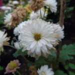 Jawaharlal Nehru Botanical Garden Guide 3 Jawaharlal Nehru Botanical Garden