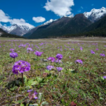 Top 12 Things To Do On A Honeymoon In Gangtok And Darjeeling 19 image