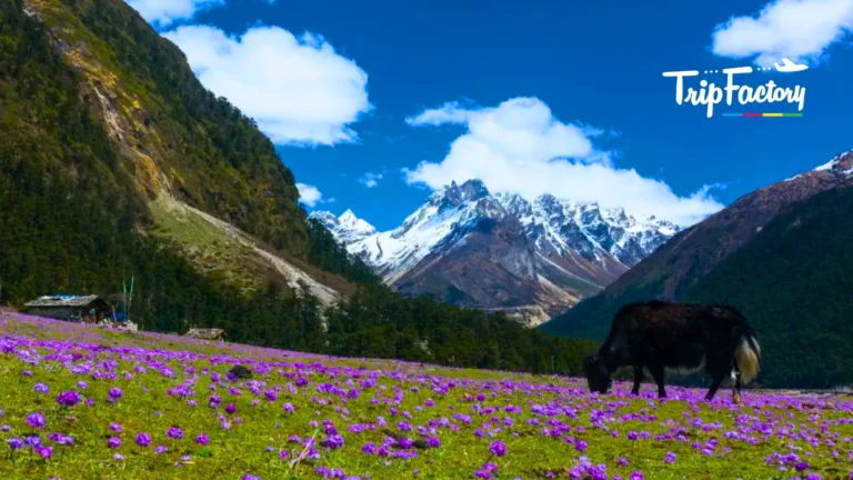 Lachung in June